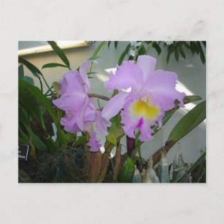 Paarse Iris Briefkaart