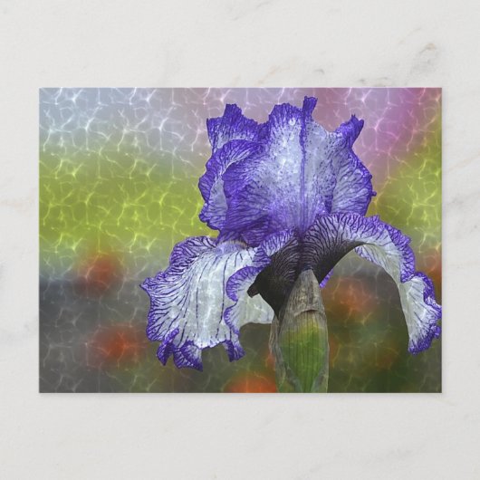  Paarse Iris Briefkaart (Voorkant)