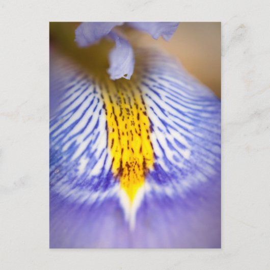 Paarse Iris Briefkaart (Voorkant)
