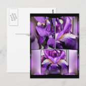 Paarse Iris Briefkaart (Voorkant / Achterkant)