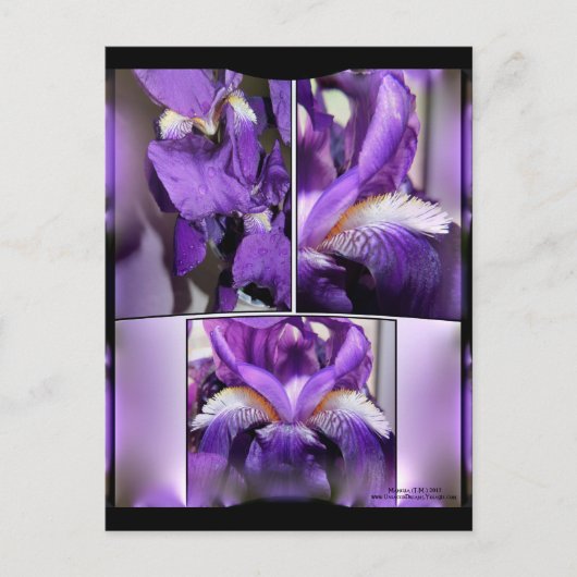 Paarse Iris Briefkaart (Voorkant)
