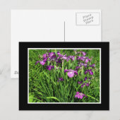 Paarse Iris Briefkaart (Voorkant / Achterkant)