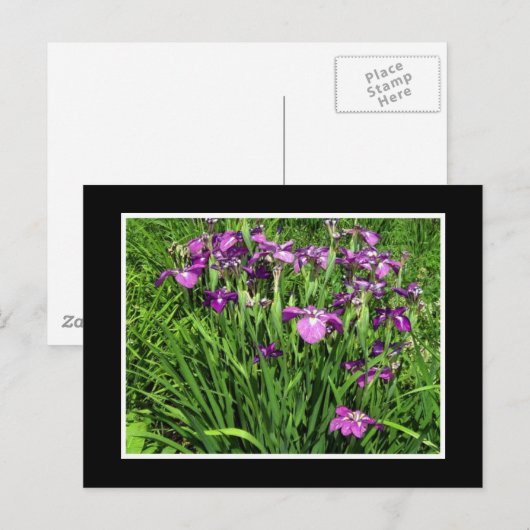 Paarse Iris Briefkaart (Voorkant / Achterkant)