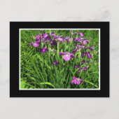 Paarse Iris Briefkaart (Voorkant)