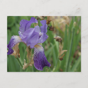 Paarse Iris Briefkaart
