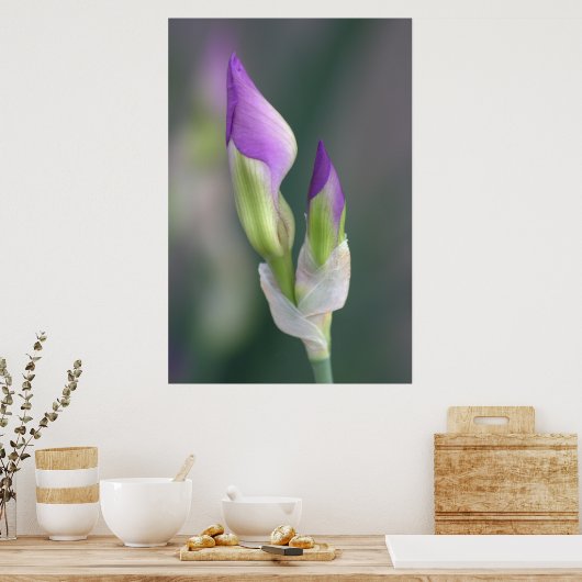 Paarse Iris Bud [L] Poster (Keuken)