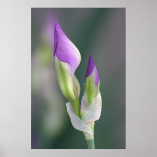 Paarse Iris Bud [L] Poster