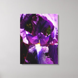 Paarse Iris Canvas Afdruk