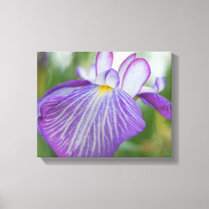 Paarse Iris Canvas Afdruk