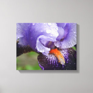 Paarse Iris Canvas afdrukken