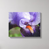 Paarse Iris Canvas afdrukken (Voorkant)