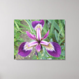 Paarse Iris Canvas afdrukken