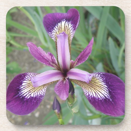 Paarse iris Cork Onderzetter (Voorkant)