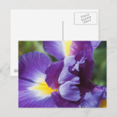paarse iris dichtbij briefkaart (Voorkant / Achterkant)