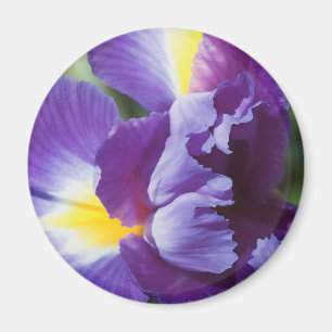 paarse iris dichtbij magneet