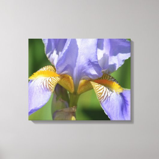 Paarse Iris Floralfotografie Canvas Afdruk (Voorkant)