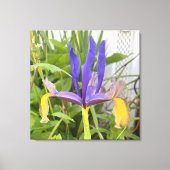 Paarse Iris Flower Outdoor Garden Natuur Foto Canvas Afdruk (Voorkant)