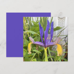Paarse Iris Flower Outdoor Garden Natuur Foto Notitiekaartje