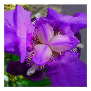 Paarse Iris Flower Perfect Poster