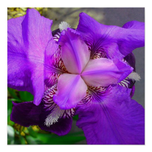 Paarse Iris Flower Perfect Poster (Voorkant)