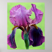 Paarse Iris Flower Photographic Art afdrukken Poster (Voorkant)