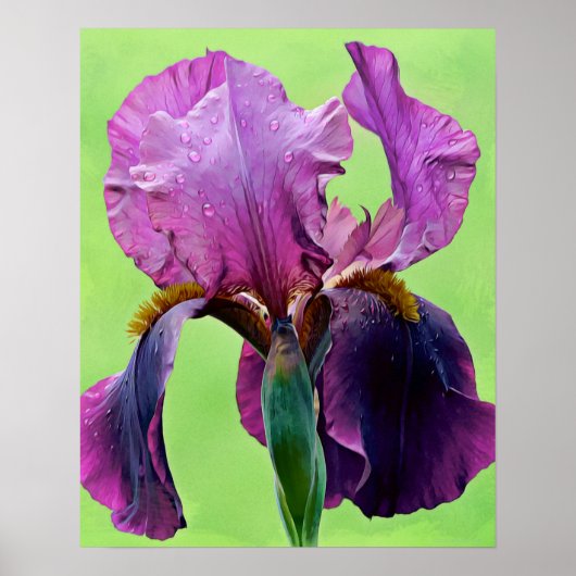 Paarse Iris Flower Photographic Art afdrukken Poster (Voorkant)