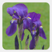 Paarse Iris Flower Stickers (Voorkant)