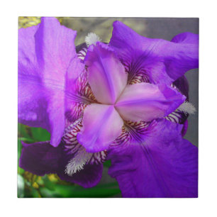 Paarse Iris Flower Tile Tegeltje