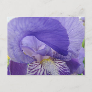 Paarse Iris Flowers briefkaarten Irises natuur Flo