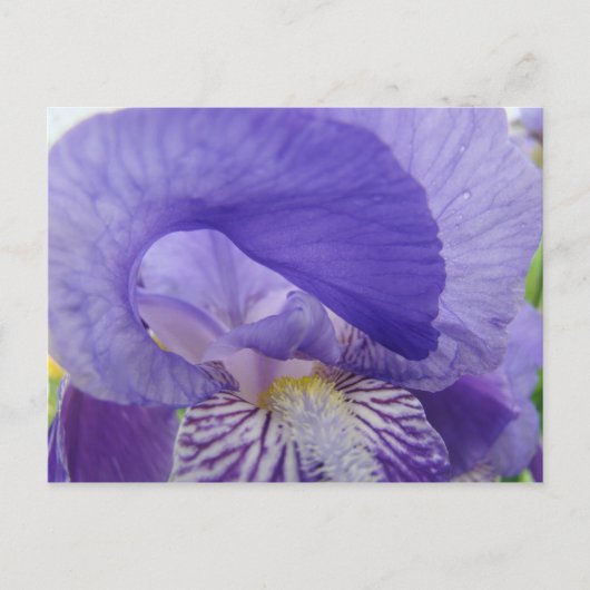 Paarse Iris Flowers briefkaarten Irises natuur Flo (Voorkant)