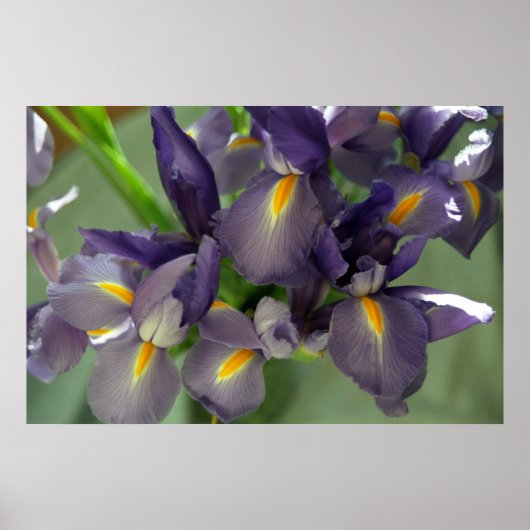 Paarse Iris Flowers Poster Art Print (Voorkant)