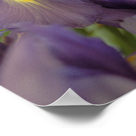 Paarse Iris Flowers Poster Art Print (Hoek)