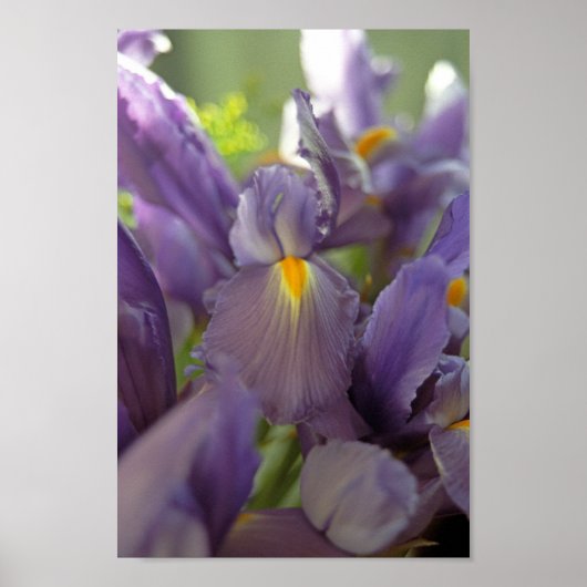 Paarse Iris Flowers Poster Art Print (Voorkant)