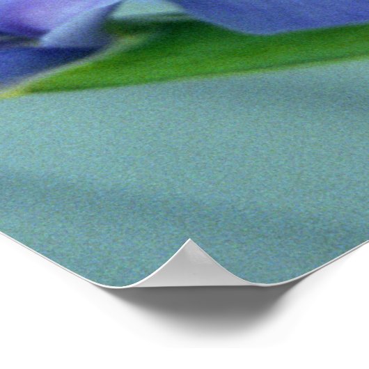 Paarse Iris Flowers Poster Art Print (Hoek)