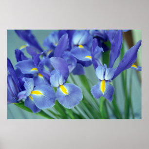 Paarse Iris Flowers Poster Art Print