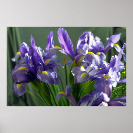 Paarse Iris Flowers Poster Art Print (Voorkant)
