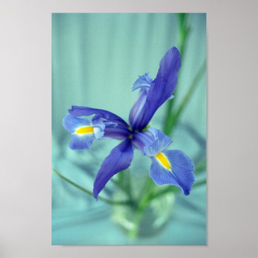 Paarse Iris Flowers Poster Art Print (Voorkant)