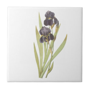 Paarse Iris Flowers Tegeltje