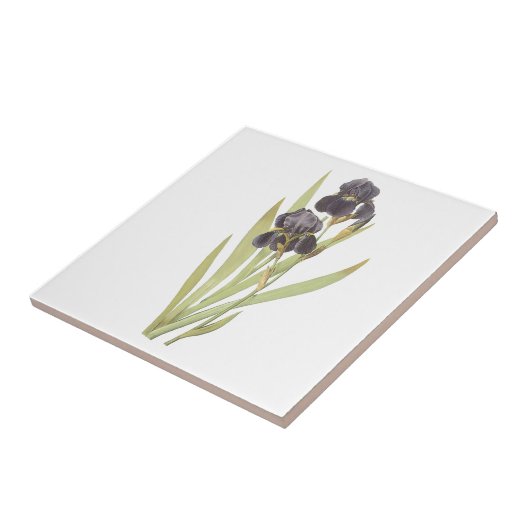 Paarse Iris Flowers Tegeltje (Zijkant)