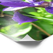 Paarse Iris Foto Afdruk (Hoek)