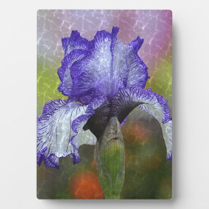 Paarse Iris Fotoplaat