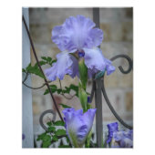 Paarse iris fotoprint foto afdruk (Voorkant)