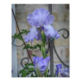 Paarse iris fotoprint foto afdruk