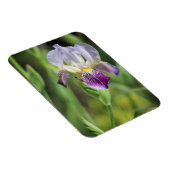 Paarse iris in de zon magneet (Rechterzijde)