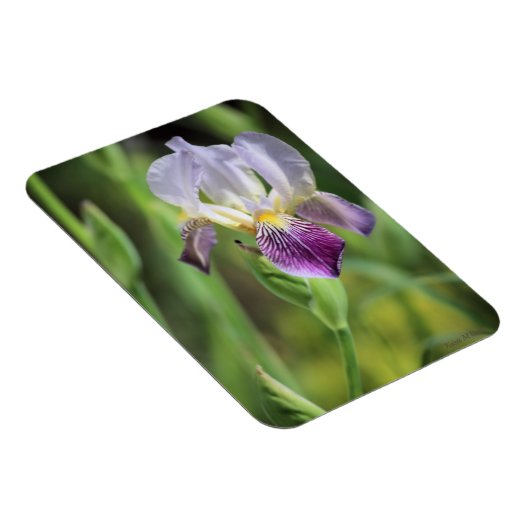 Paarse iris in de zon magneet (Rechterzijde)