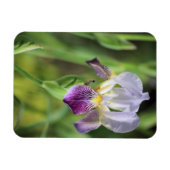 Paarse iris in de zon magneet (Horizontaal)