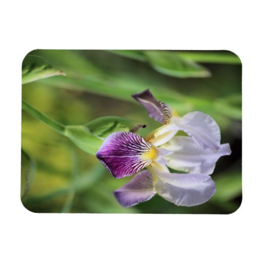 Paarse iris in de zon magneet (Horizontaal)