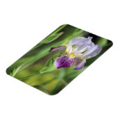 Paarse iris in de zon magneet (Linkerzijde)
