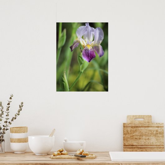Paarse Iris in de zon Poster (Keuken)