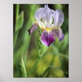 Paarse Iris in de zon Poster